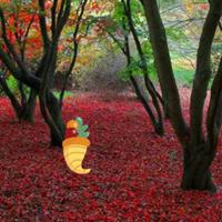 play Thanksgiving Red Autumn Forest Escape