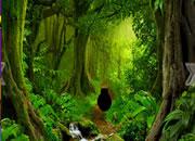 play Rainforest Escape