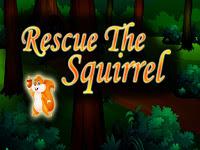 play Top10 Rescue The Squirrel