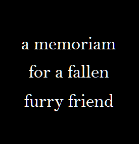 A Memoriam To A Fallen Furry Friend