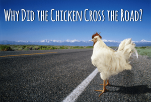 play Chicken Crossing The Road