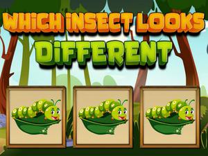 play Which Insect Looks Different