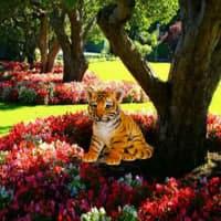 play Wow-Garden Tiger Cub Escape Html5