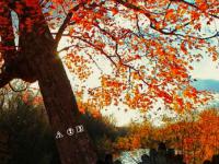 play Thanksgiving Autumn Forest 13