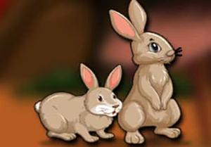 Cute Bunny Couple Escape