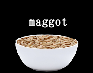 play Maggot
