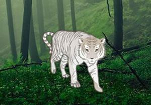 Feed The Hungry White Tiger