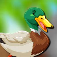 play Avm-Mallard-Duck-Escape