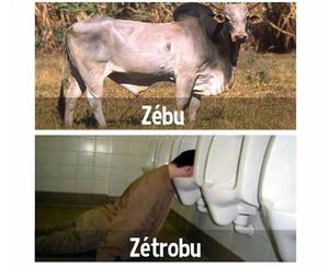 play Zebu