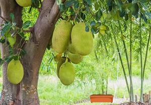 play Jack Fruit Land Escape