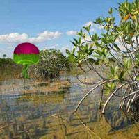 play Wow-Mangrove Plants Island Escape Html5