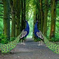 play Wow-Beautiful Peacock Pair Escape Html5