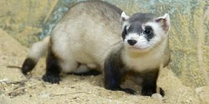 The Giant Six-Footed Ferret