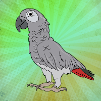 play G2J African Grey Parrot Escape