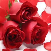 Big-Valentines Rose Bouquet Day Html5