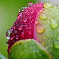 G2R-Escape From Rain Garden Html5