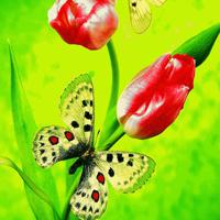 play Friends Butterfly Escape Html5