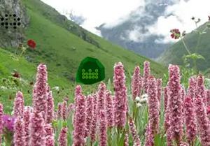 play Escape The Valley Of Flowers