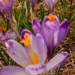 Escape The Valley Of Flowers