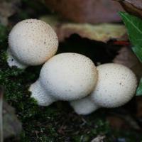 play Lycoperdon Mushroom Land Escape Html5