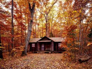Cabin In The Wood