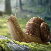 play Wow- Wonder Snail Forest Escape Html5