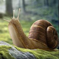 Wow- Wonder Snail Forest Escape Html5