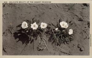 play Primrose - A Botany Adventure