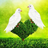 play G2R-Help The Love Pigeons