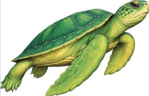 play S.O.S Ocean: A Turtle’S Plead For Clean Seas