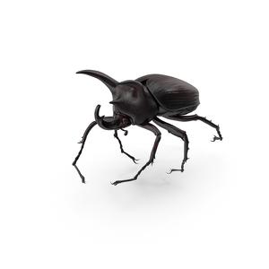 play Beetle Mania!