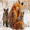 play Fox Family Slide Puzzle