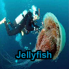 play Jellyfish