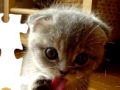 play Kitten Puzzle 2