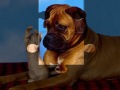 play Dog Puzzle