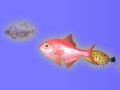 play School Fishes