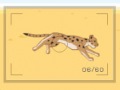 play Safari Photographer