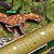 play Dino-Hunter Defense