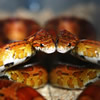 play Corn Snake