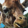 play Giraffe Jigsaw