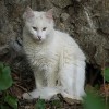 play Jigsaw: White Cat