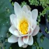 play Flowers Puzzle