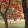 play Jigsaw: Autumn Colors