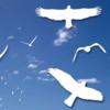 play Birds Puzzle