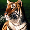 play Tiger Slider Puzzle