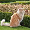 play Jigsaw: Lioncat