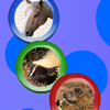 play Animal Rotospheres