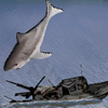 play Wind Fall