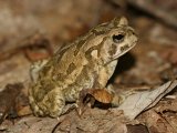 play Fowler'S Toad Jigsaw Puzzle