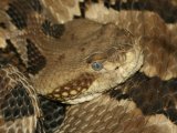 play Timber Rattlesnake Jigsaw Puzzle